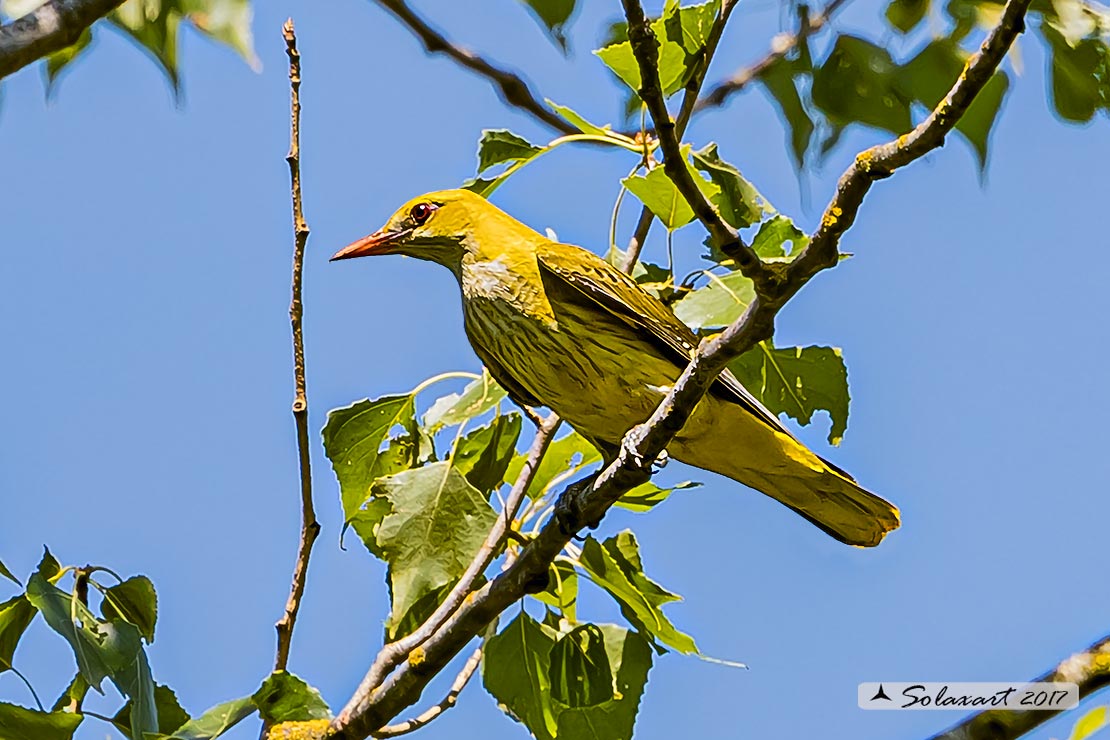 Oriolus oriolus :  Rigogolo (femmina) ; Eurasian Golden Oriole (female)