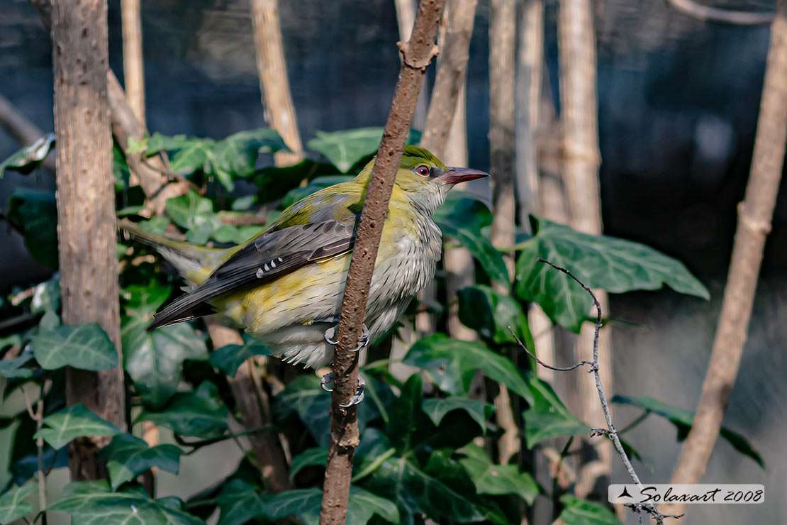 Oriolus oriolus : Rigogolo (immaturo) ; Eurasian Golden Oriole (juvenile)
