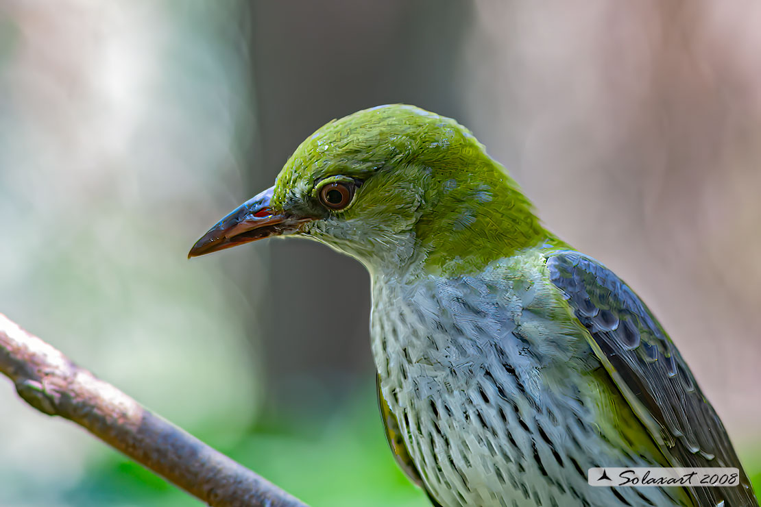 Oriolus oriolus :  Rigogolo (femmina) ; Eurasian Golden Oriole (female)