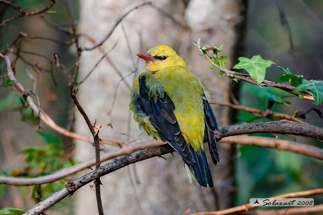 Oriolus oriolus : Rigogolo ; Eurasian Golden Oriole