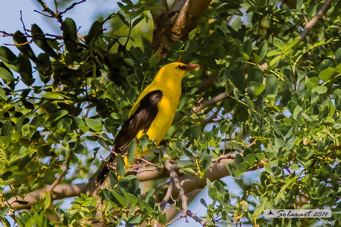 Oriolus oriolus : Rigogolo ; Eurasian Golden Oriole