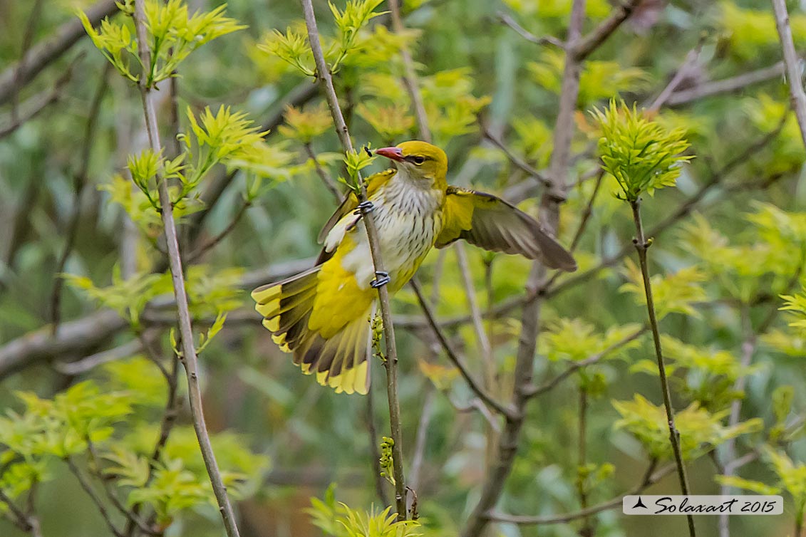 Oriolus oriolus :  Rigogolo (femmina) ; Eurasian Golden Oriole (female)