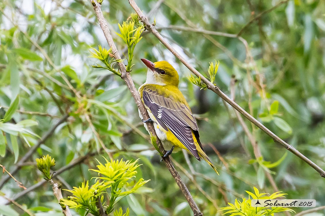 Oriolus oriolus :  Rigogolo (femmina) ; Eurasian Golden Oriole (female)