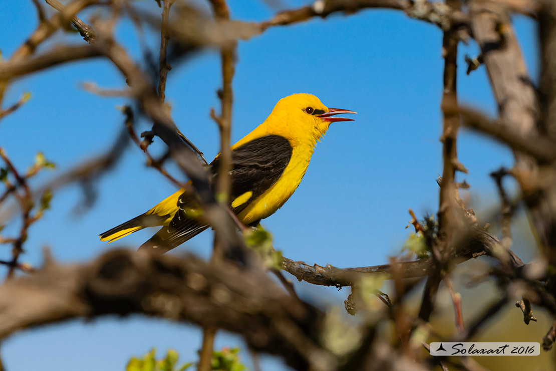 Oriolus oriolus : Rigogolo ; Eurasian Golden Oriole
