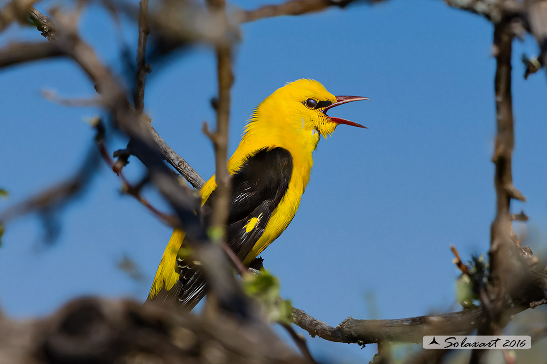 Oriolus oriolus : Rigogolo ; Eurasian Golden Oriole