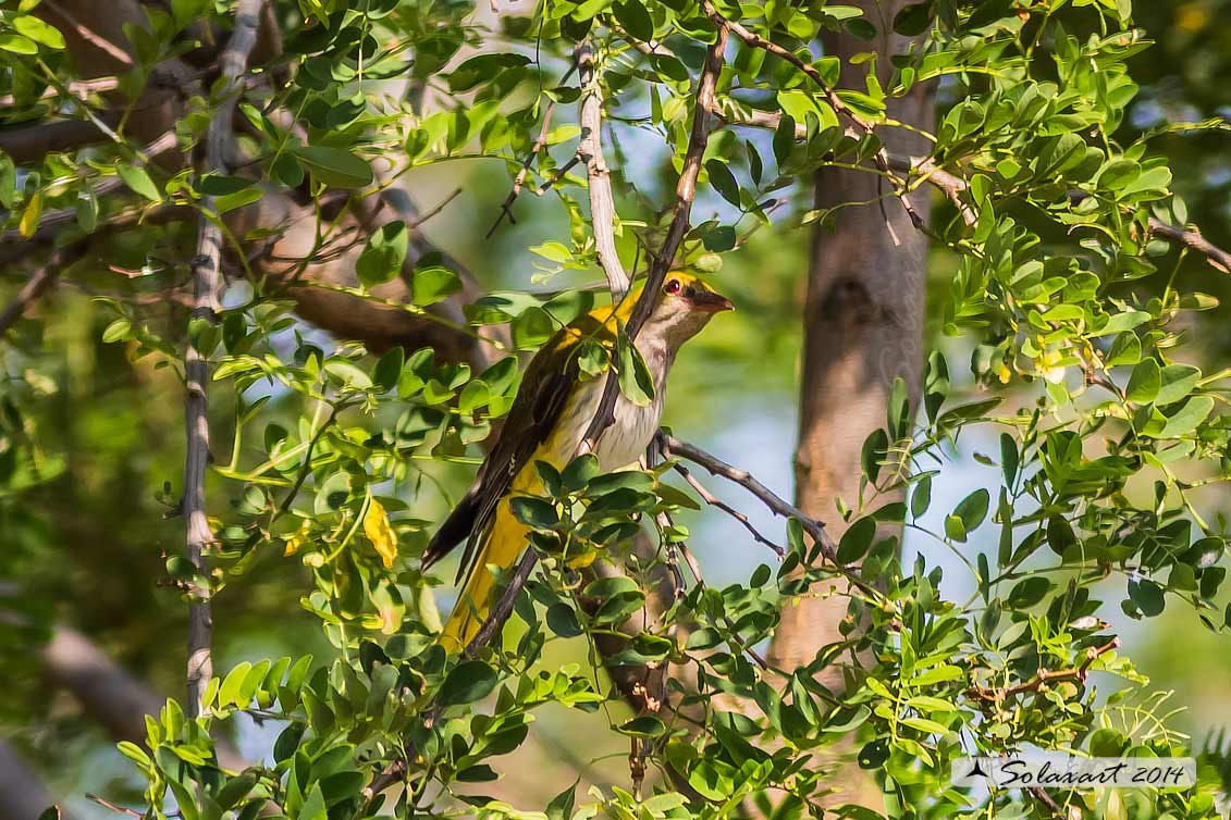 Oriolus oriolus :  Rigogolo (femmina) ; Eurasian Golden Oriole (female)