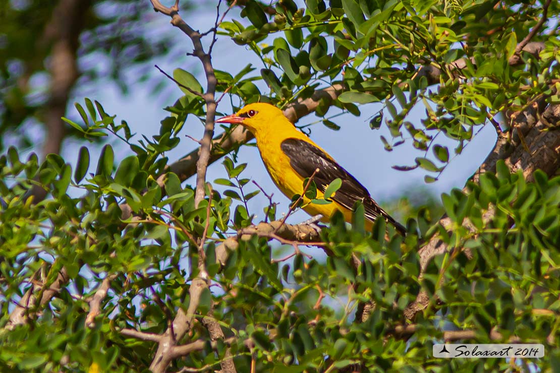 Oriolus oriolus : Rigogolo ; Eurasian Golden Oriole