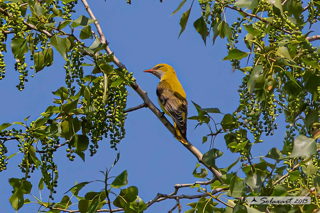 Oriolus oriolus : Rigogolo ; Eurasian Golden Oriole