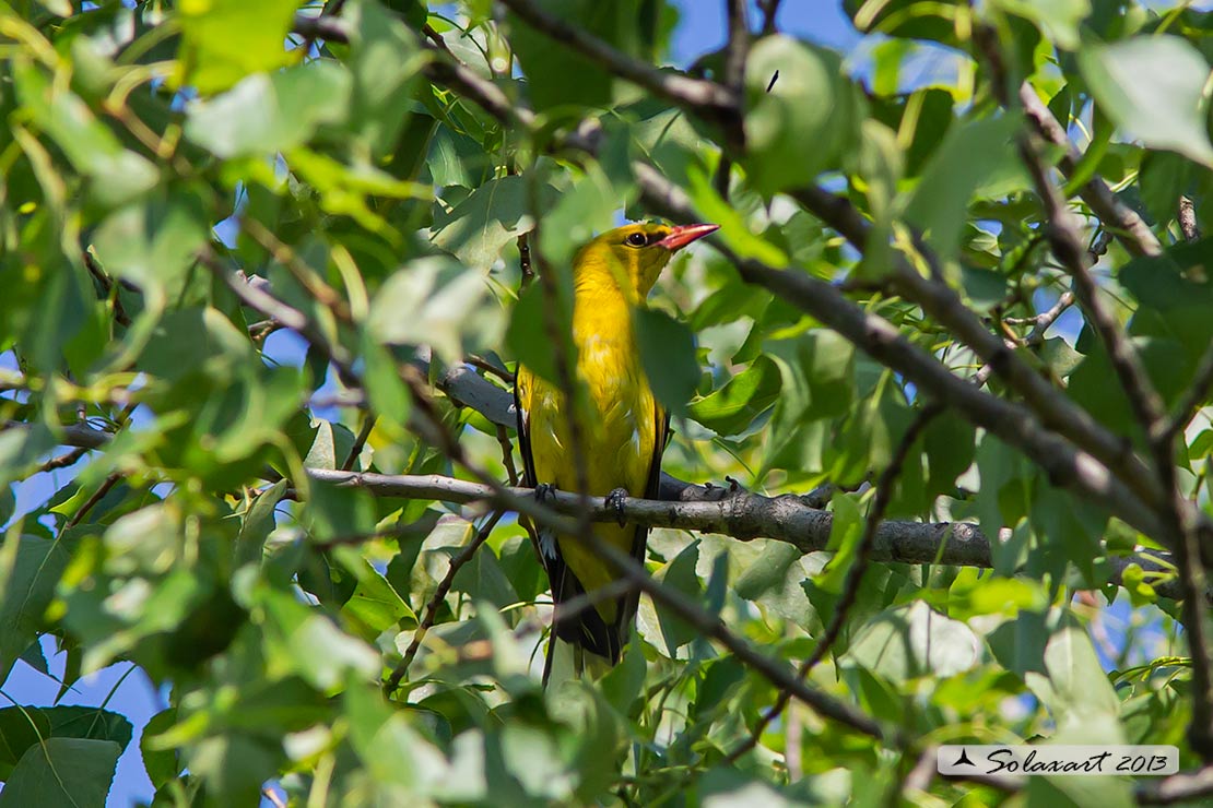 Oriolus oriolus : Rigogolo ; Eurasian Golden Oriole