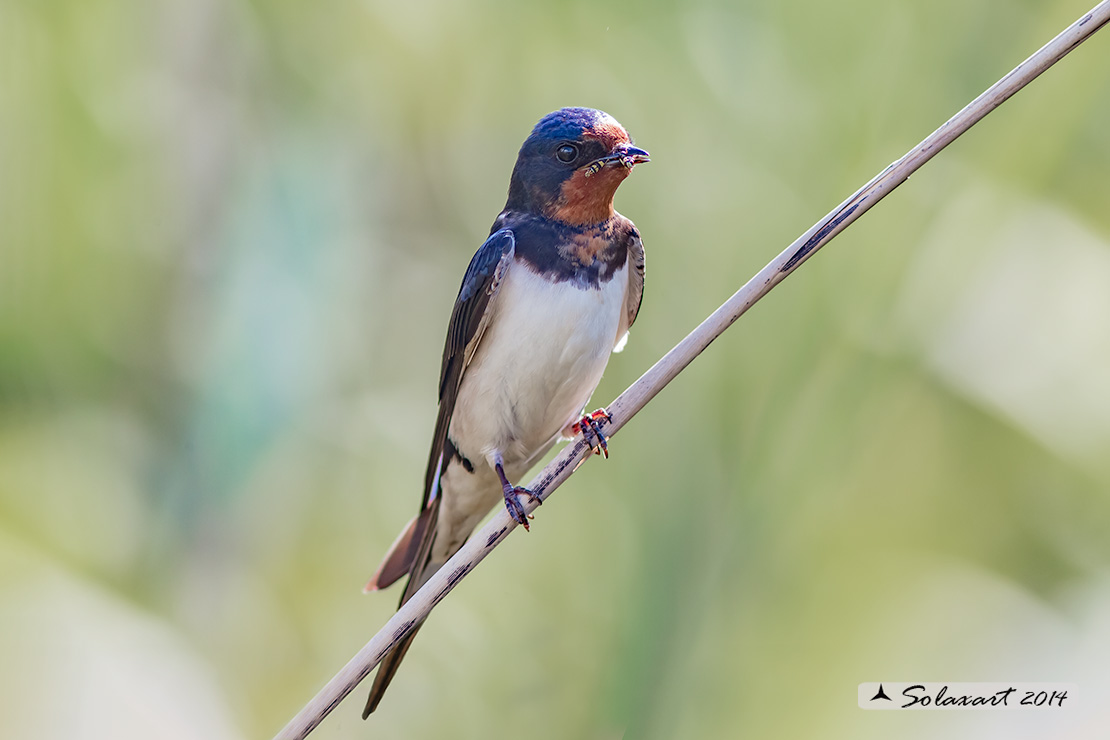 Hirundo rustica - Rondine comune - Barn swallow
