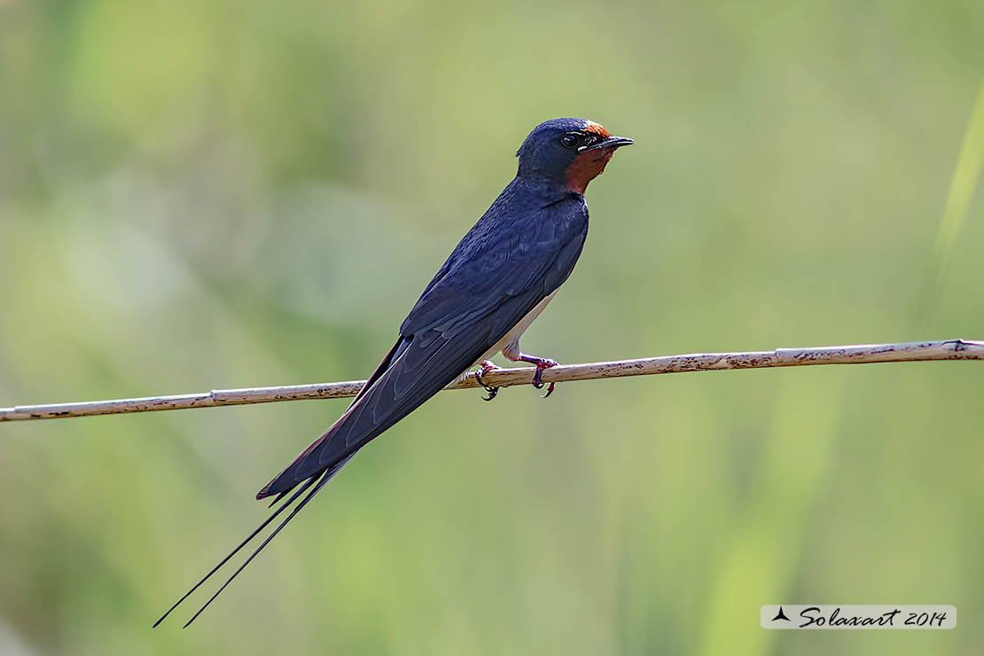 Hirundo rustica - Rondine comune - Barn swallow