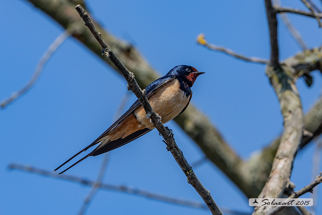 Hirundo rustica - Rondine comune - Barn swallow