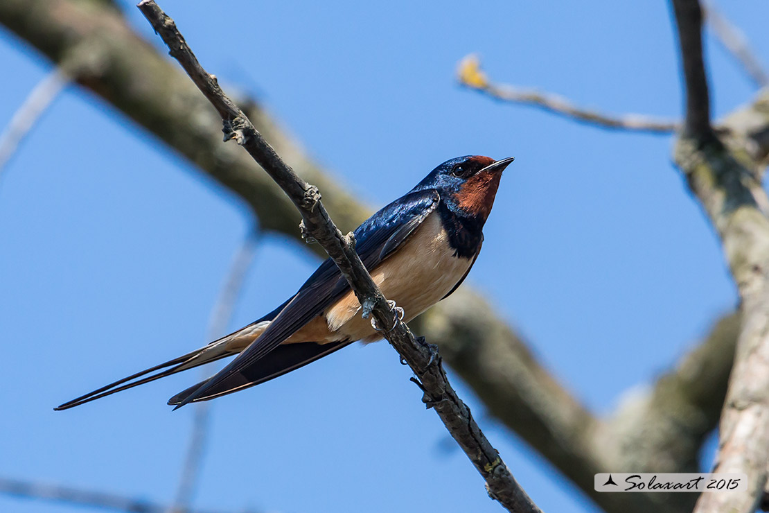 Hirundo rustica - Rondine comune - Barn swallow