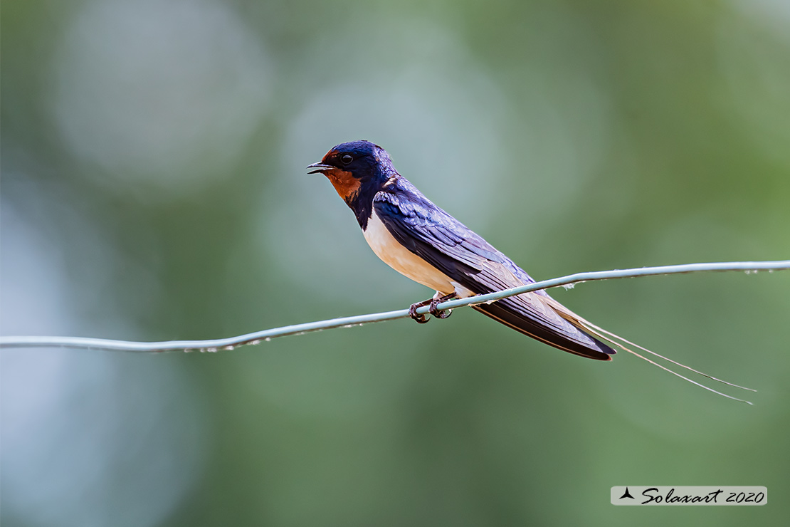 Hirundo rustica - Rondine comune - Barn swallow