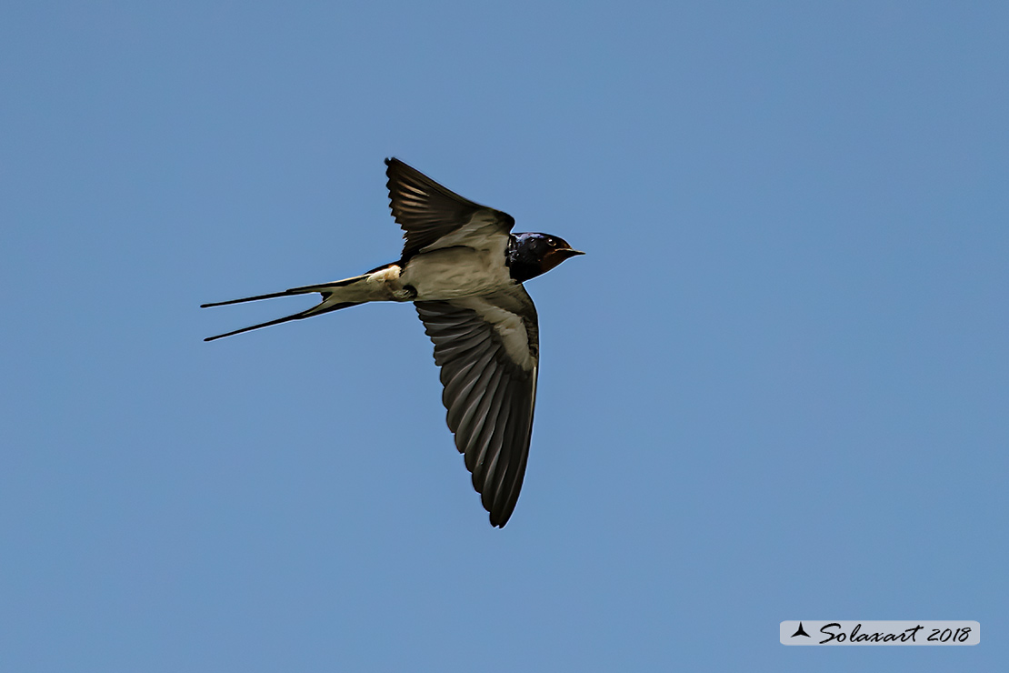 Hirundo rustica - Rondine comune - Barn swallow