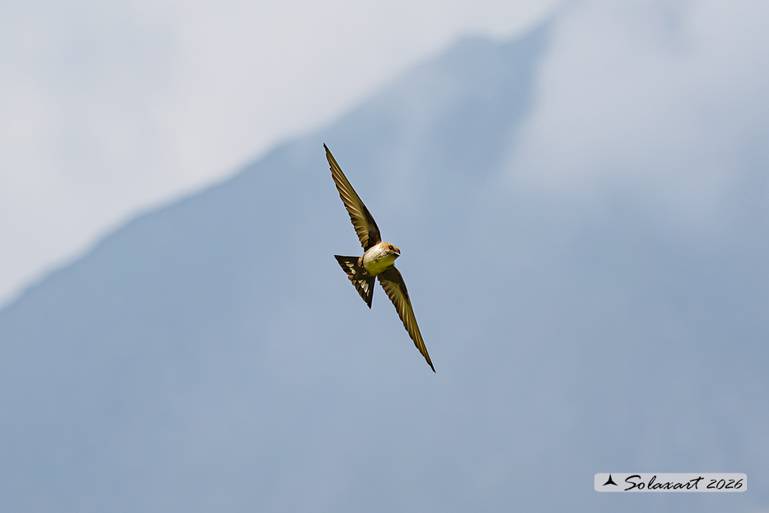 Ptyonoprogne rupestris; Rondine montana; Eurasian crag martin