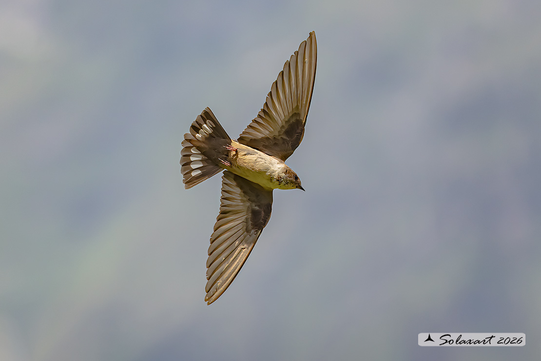 Ptyonoprogne rupestris; Rondine montana; Eurasian crag martin