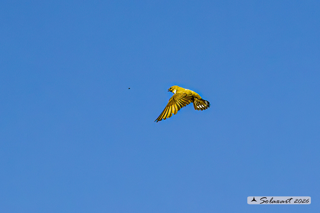 Ptyonoprogne rupestris; Rondine montana; Eurasian crag martin