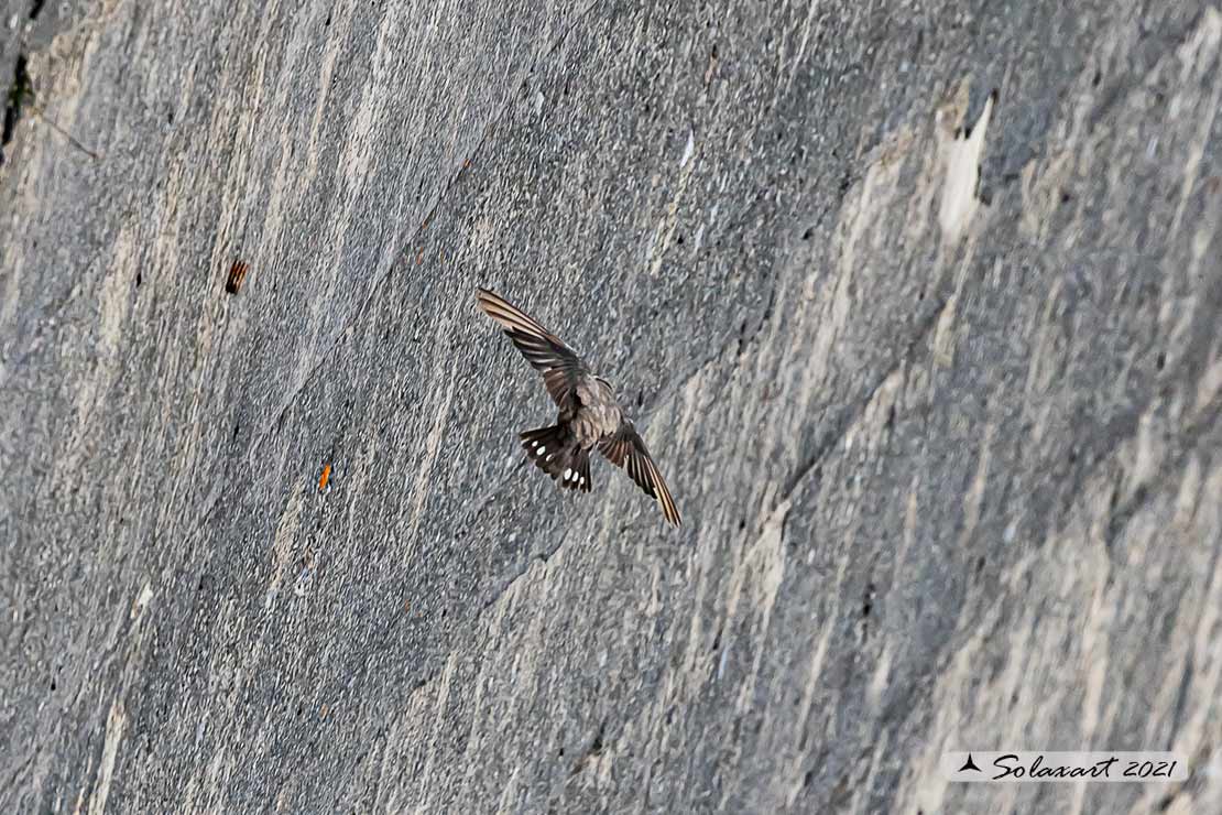Ptyonoprogne rupestris; Rondine montana; Eurasian crag martin