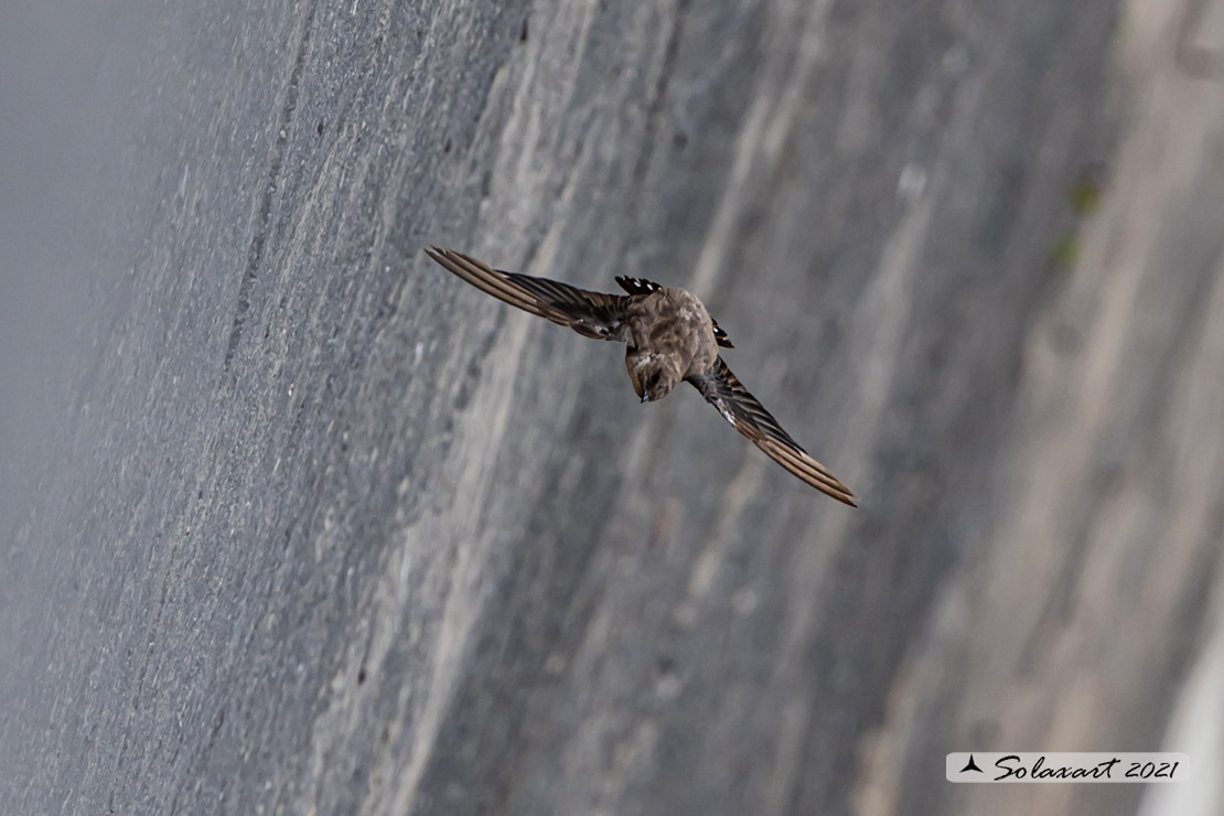 Ptyonoprogne rupestris; Rondine montana; Eurasian crag martin