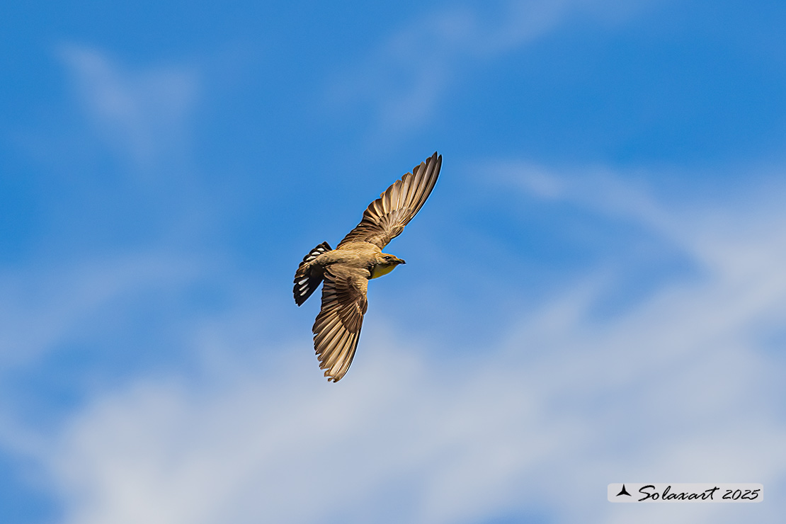 Ptyonoprogne rupestris; Rondine montana; Eurasian crag martin