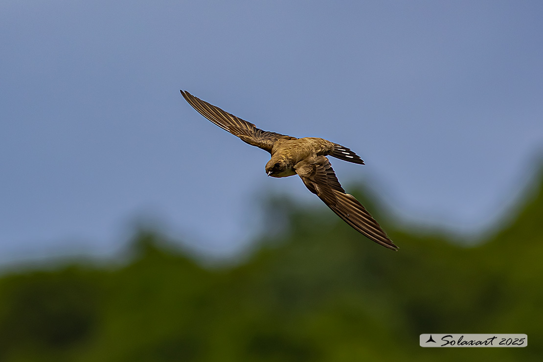 Ptyonoprogne rupestris; Rondine montana; Eurasian crag martin