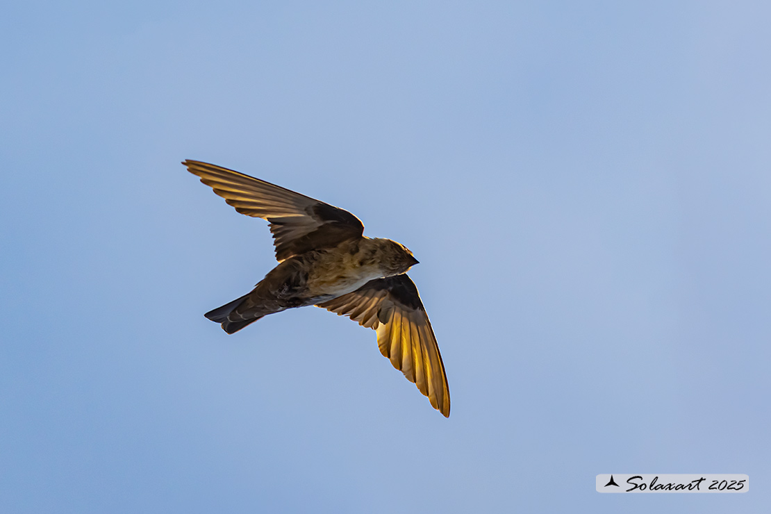 Ptyonoprogne rupestris; Rondine montana; Eurasian crag martin