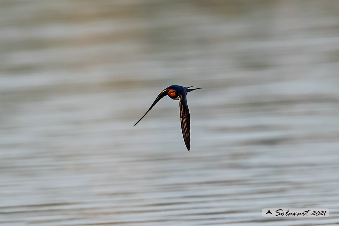 Cecropis daurica - Rondine rossiccia - European red-rumped swallow