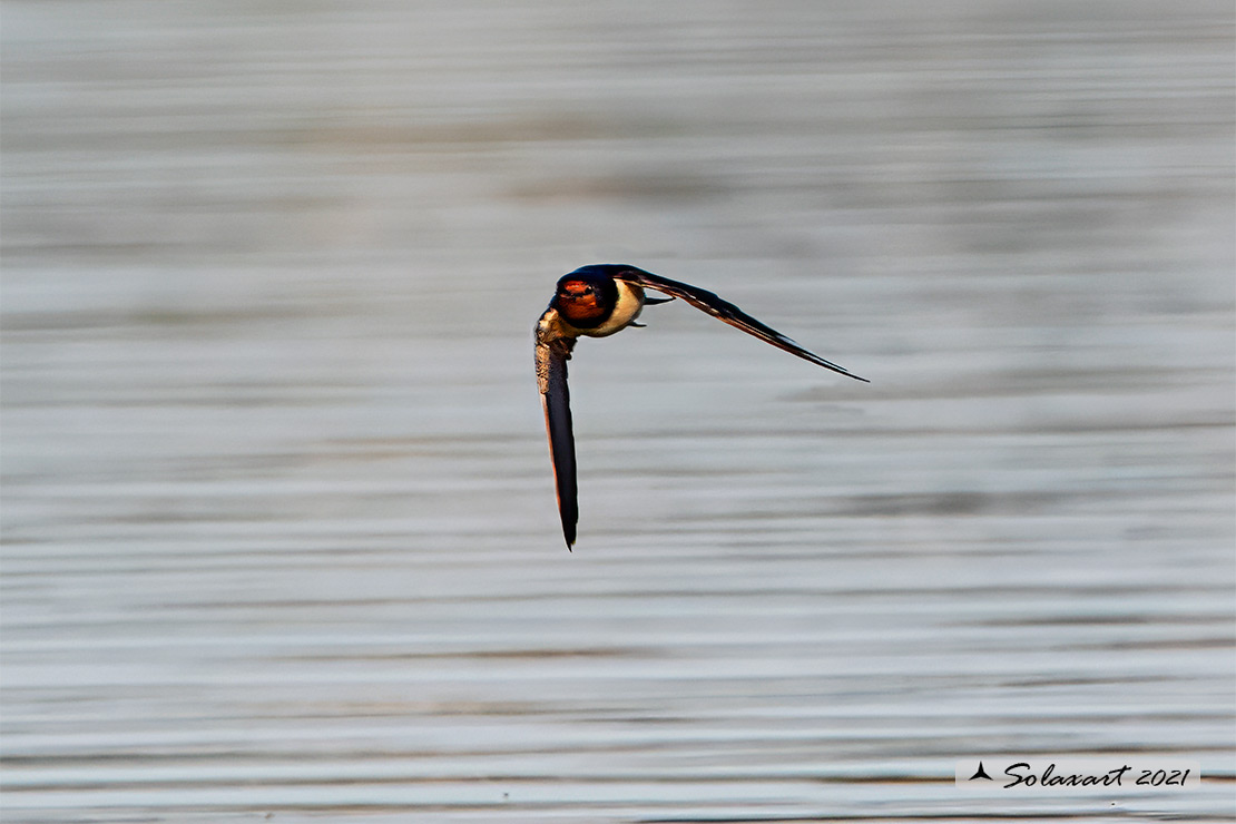 Cecropis daurica - Rondine rossiccia - European red-rumped swallow
