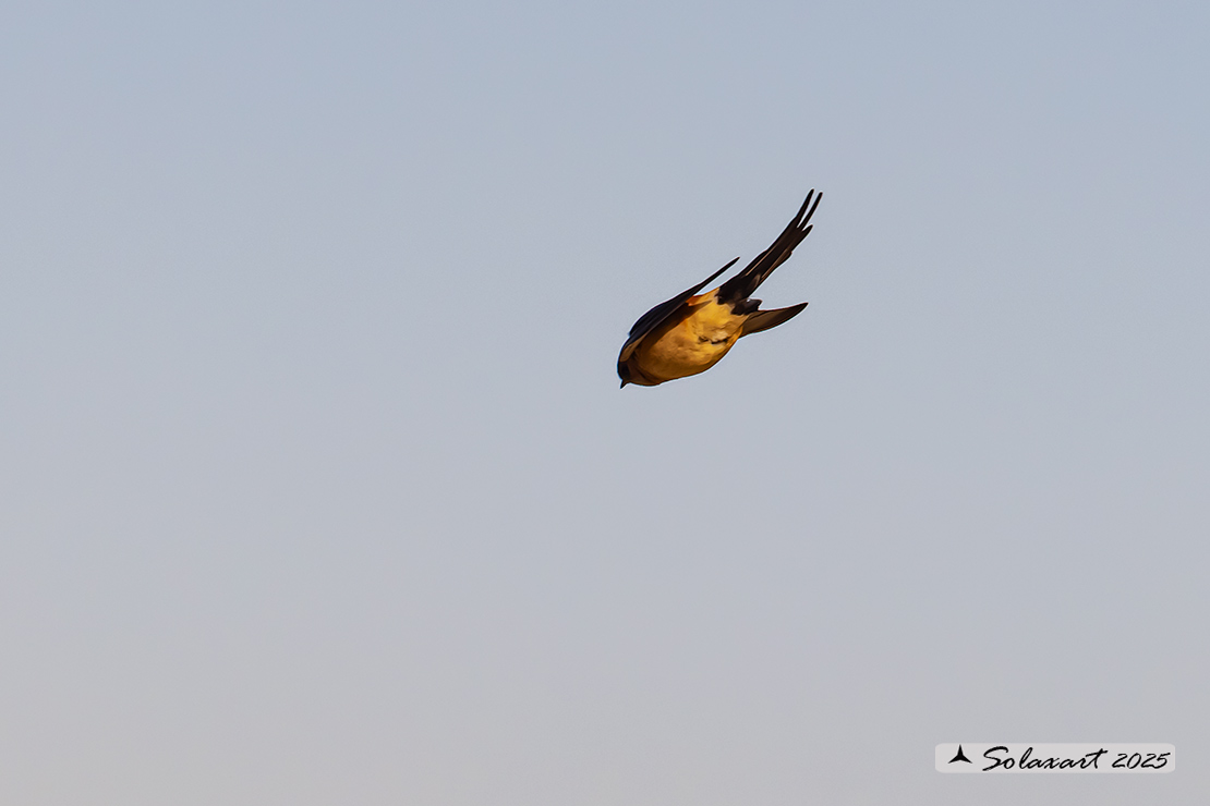 Cecropis daurica - Rondine rossiccia - European red-rumped swallow