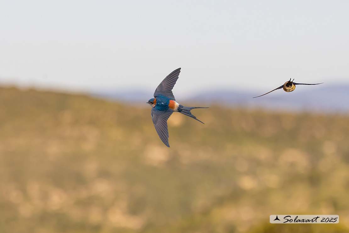Cecropis daurica - Rondine rossiccia - European red-rumped swallow