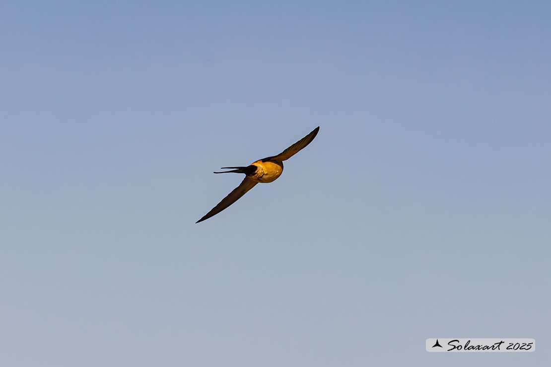 Cecropis daurica - Rondine rossiccia - European red-rumped swallow