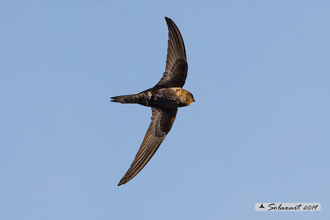 Apus apus - Rondone - Common swift