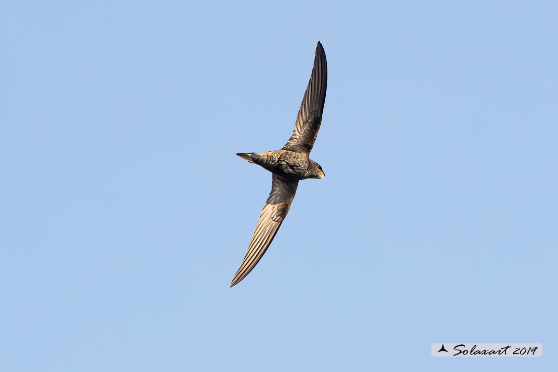 Apus apus - Rondone - Common swift