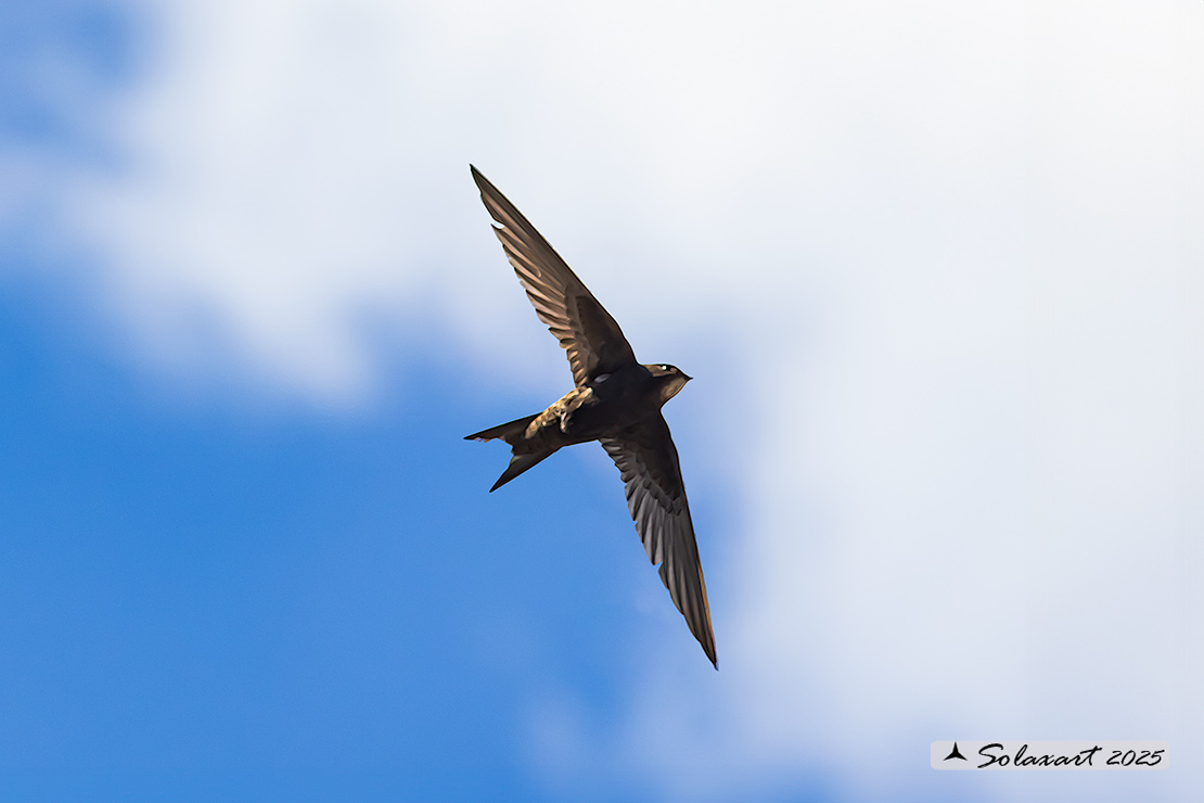 Apus apus - Rondone - Common swift