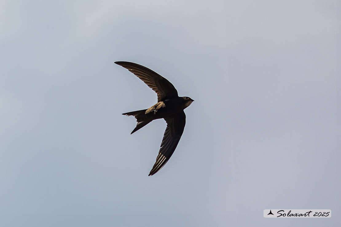 Apus apus - Rondone - Common swift
