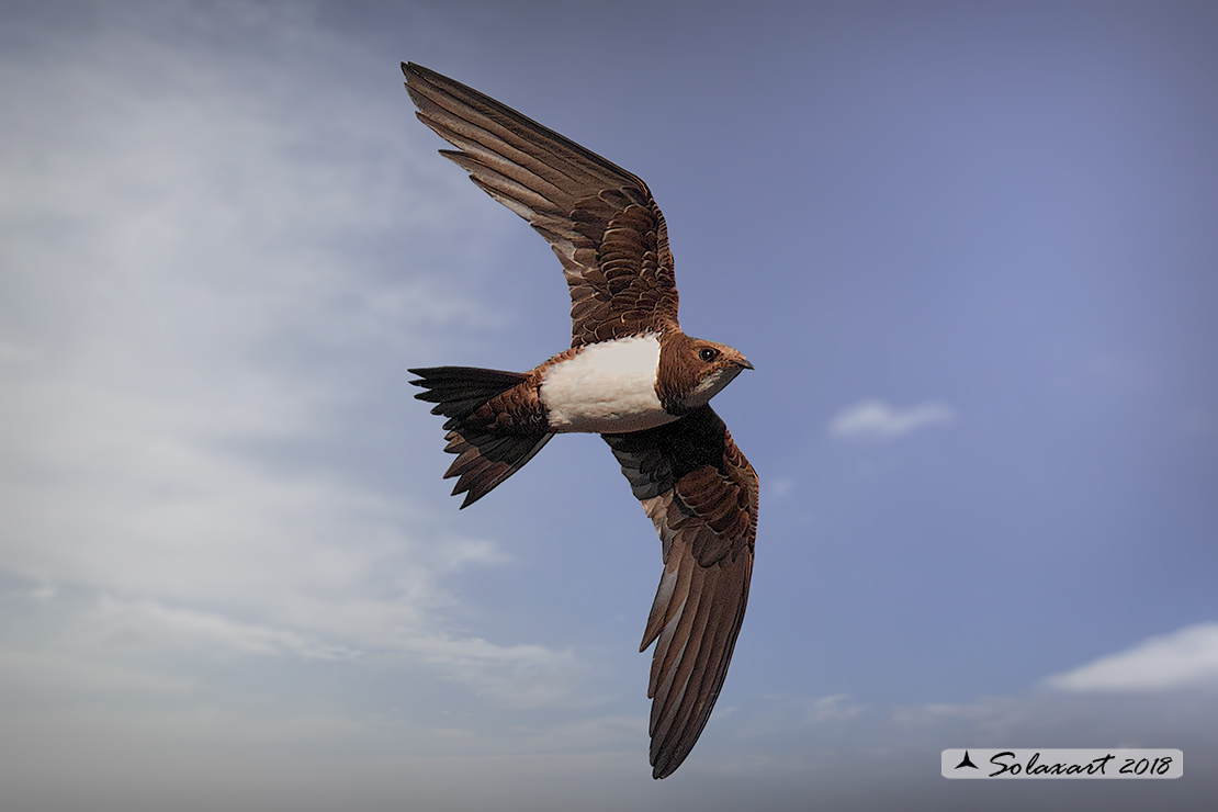 Tachymarptis melba - Rondone maggiore - Alpine swift