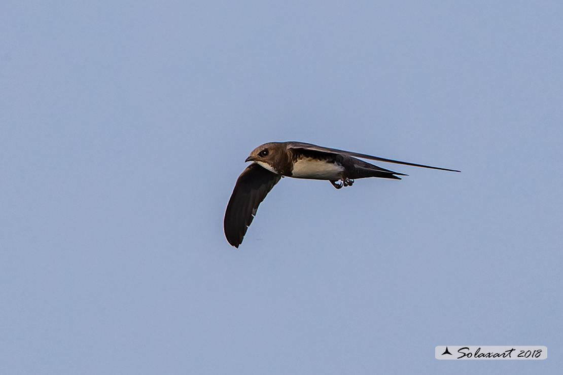 Tachymarptis melba - Rondone maggiore - Alpine swift