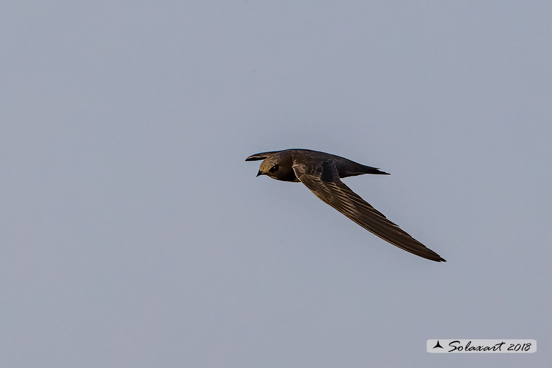 Tachymarptis melba - Rondone maggiore - Alpine swift