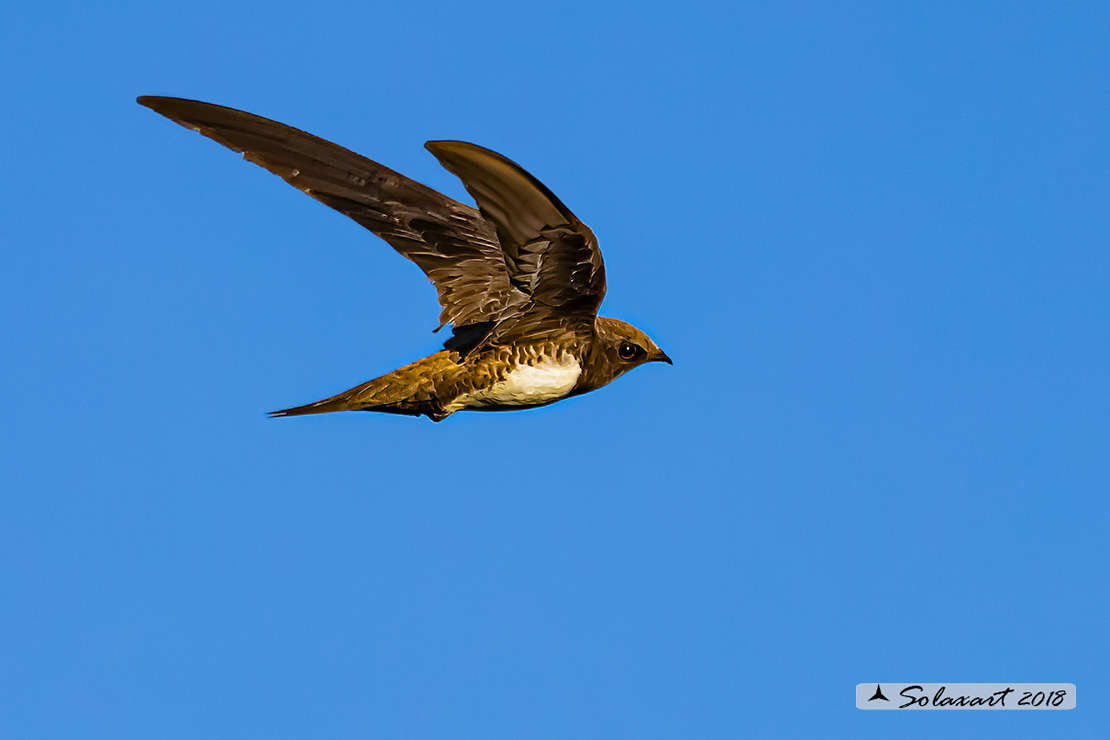 Tachymarptis melba - Rondone maggiore - Alpine swift