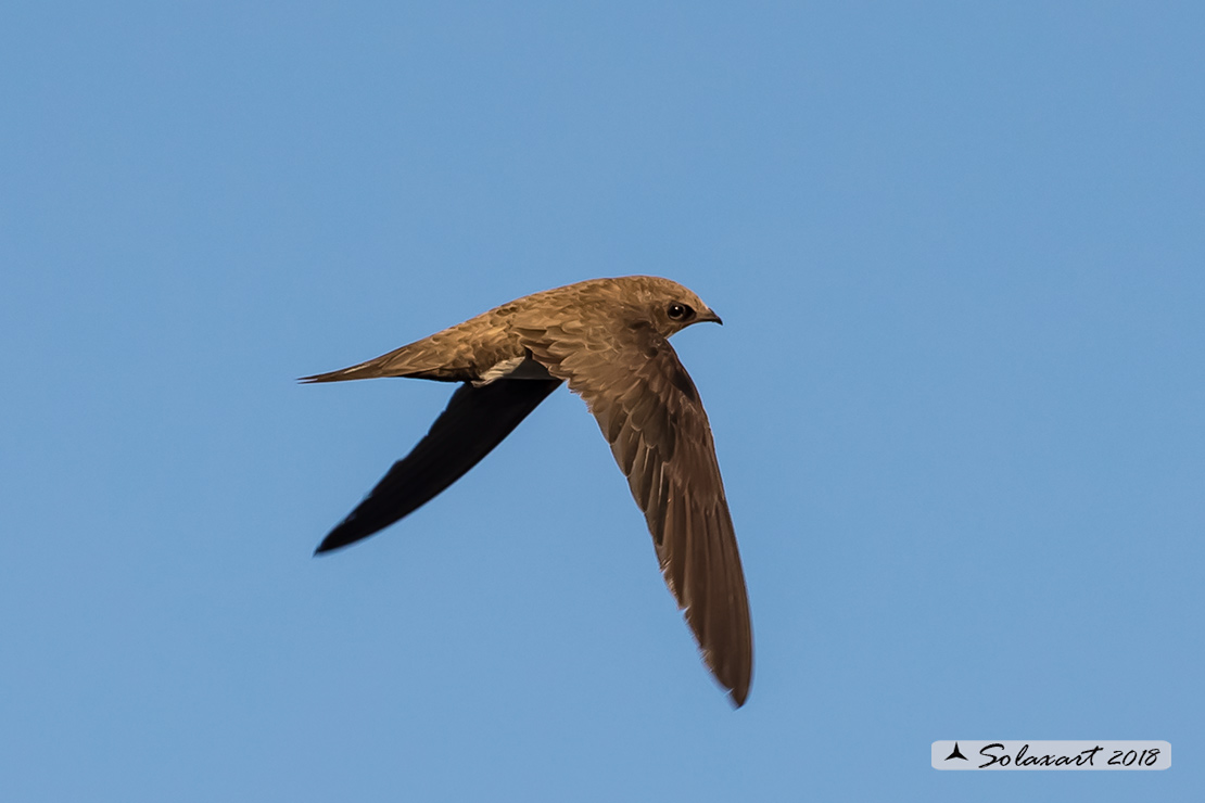 Tachymarptis melba - Rondone maggiore - Alpine swift