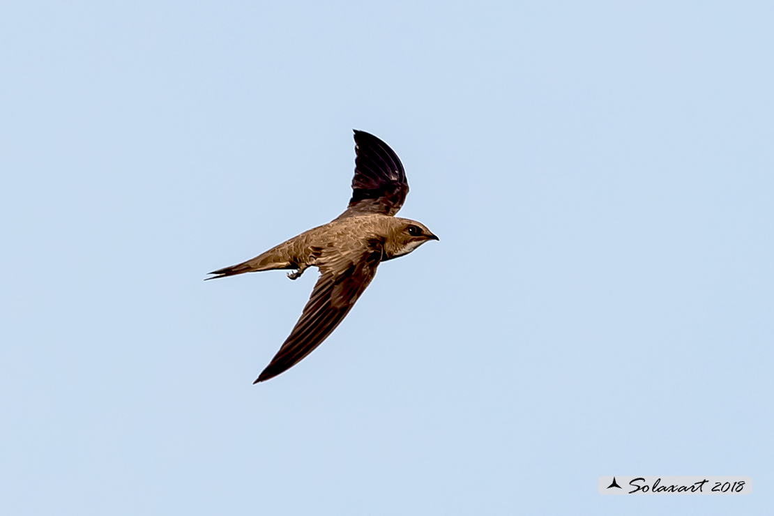 Tachymarptis melba - Rondone maggiore - Alpine swift