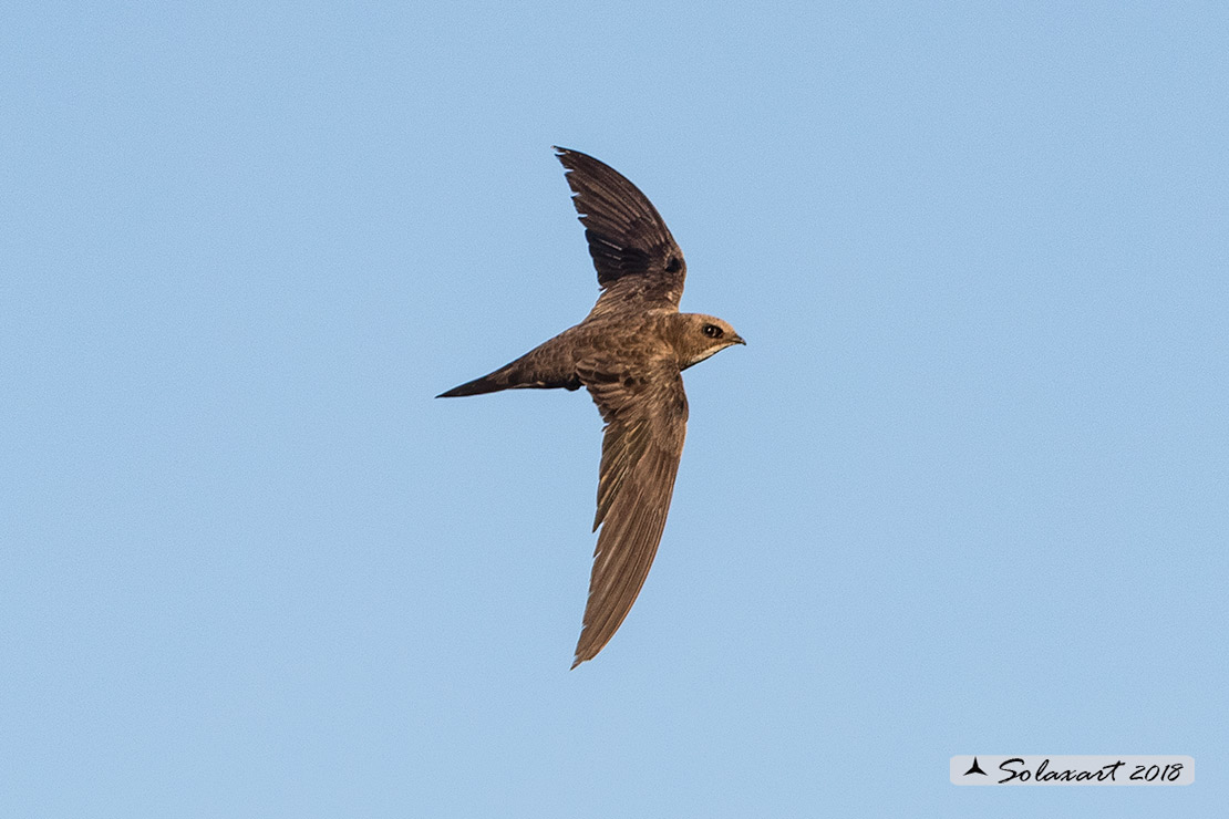 Tachymarptis melba - Rondone maggiore - Alpine swift
