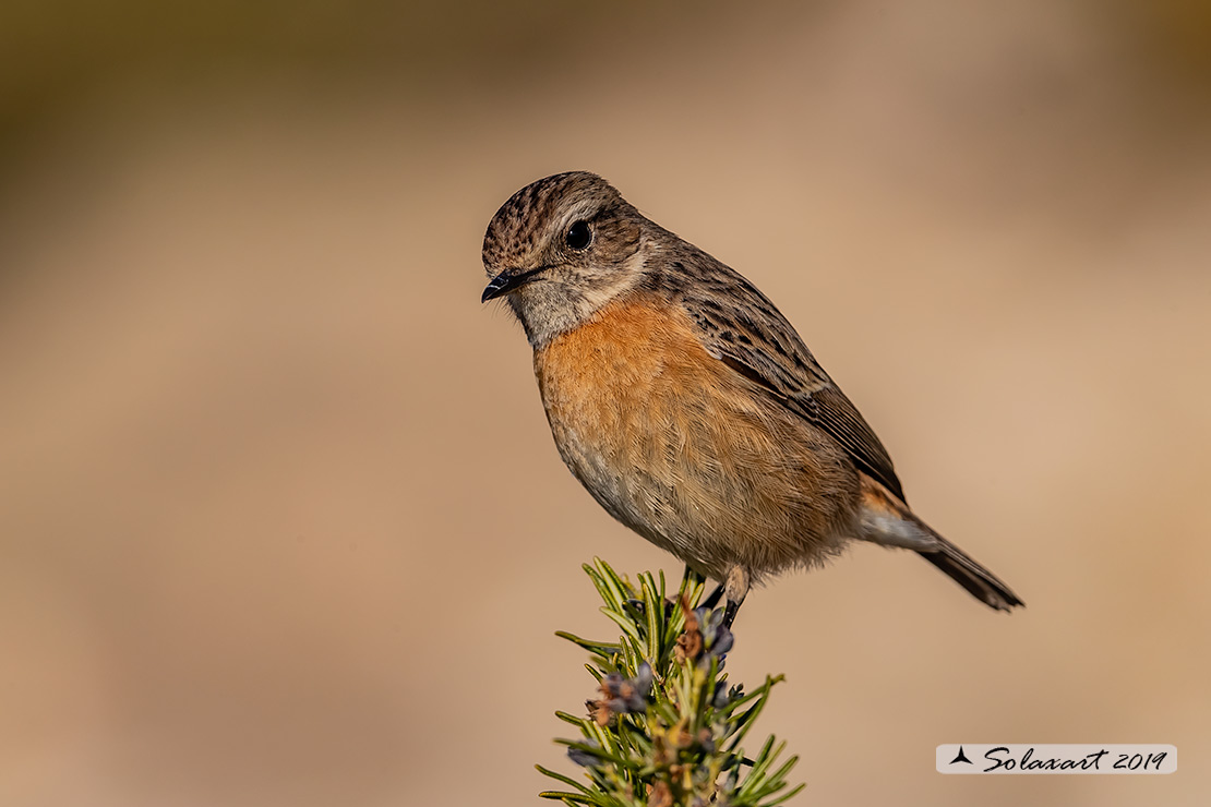 Saxicola torquatus: Saltimpalo; African stonechat