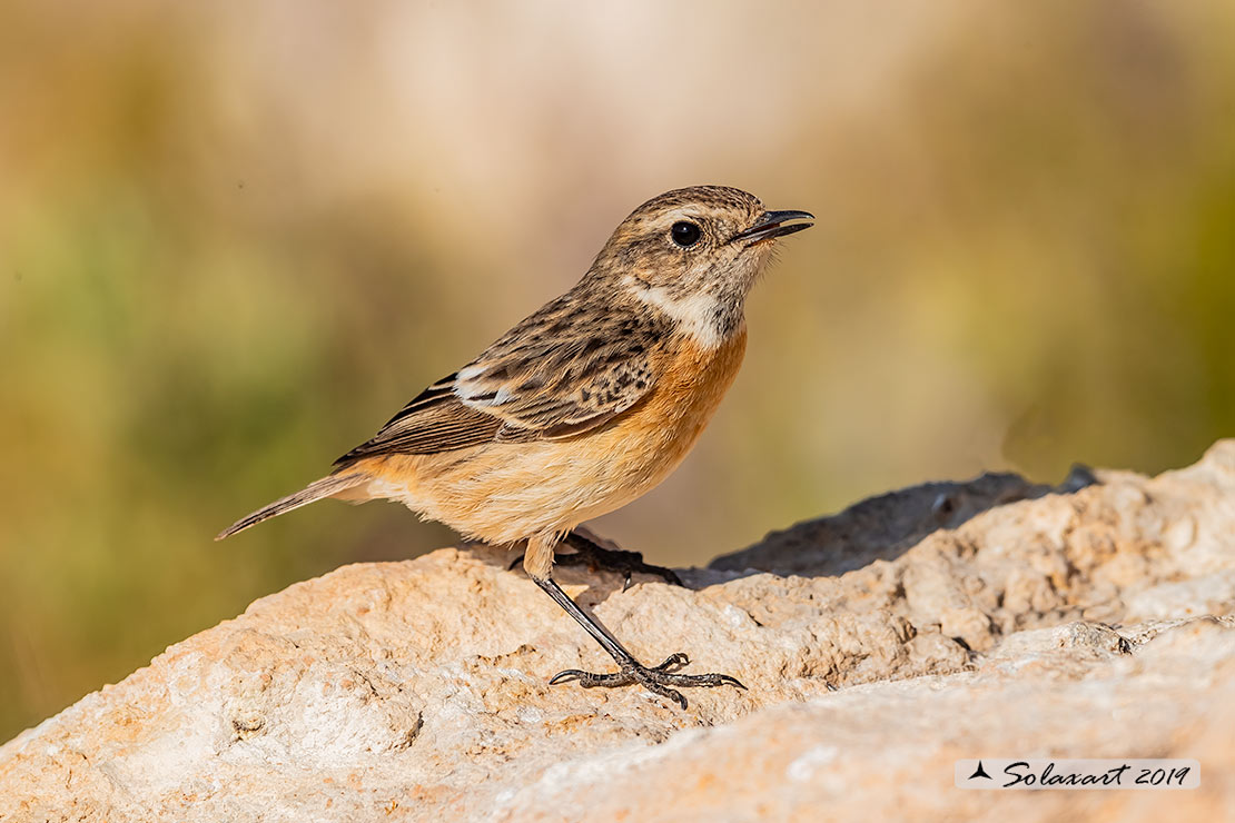 Saxicola torquatus: Saltimpalo; African stonechat