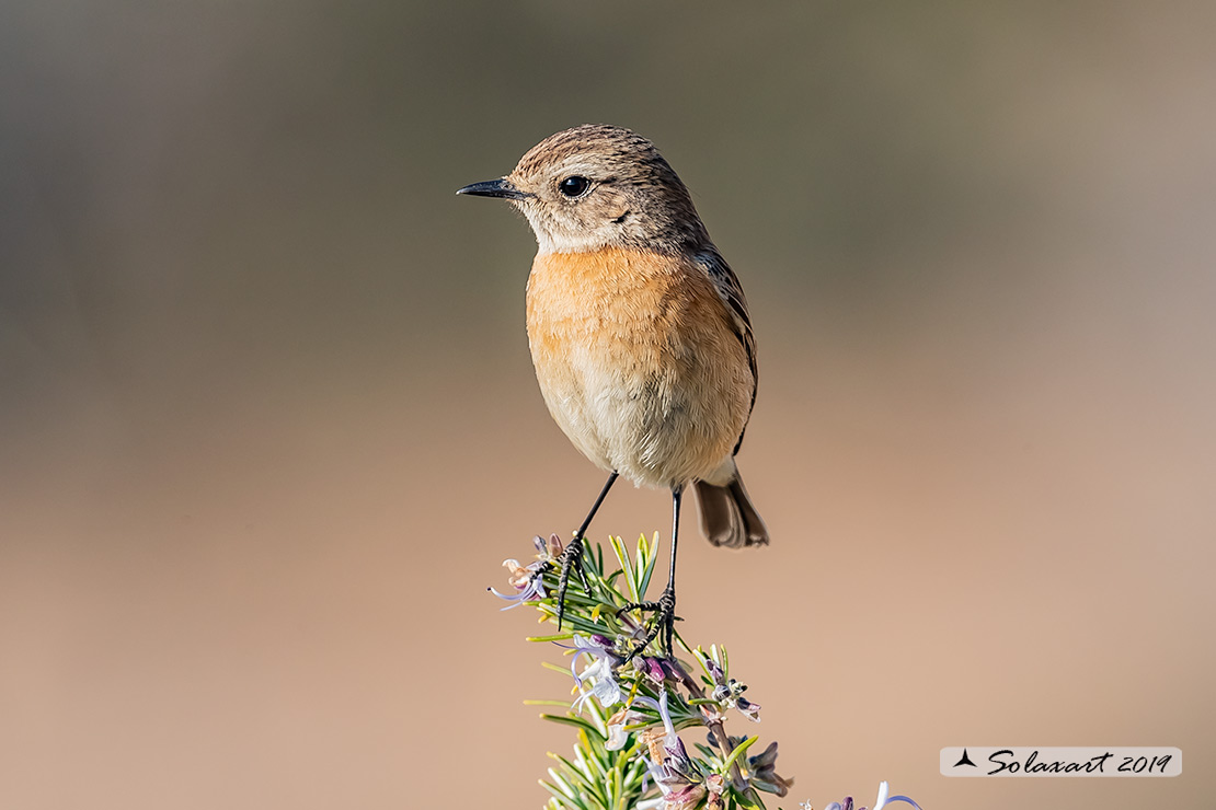Saxicola torquatus: Saltimpalo; African stonechat