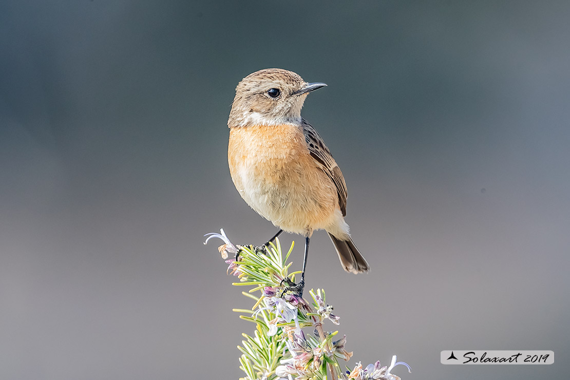Saxicola torquatus: Saltimpalo; African stonechat