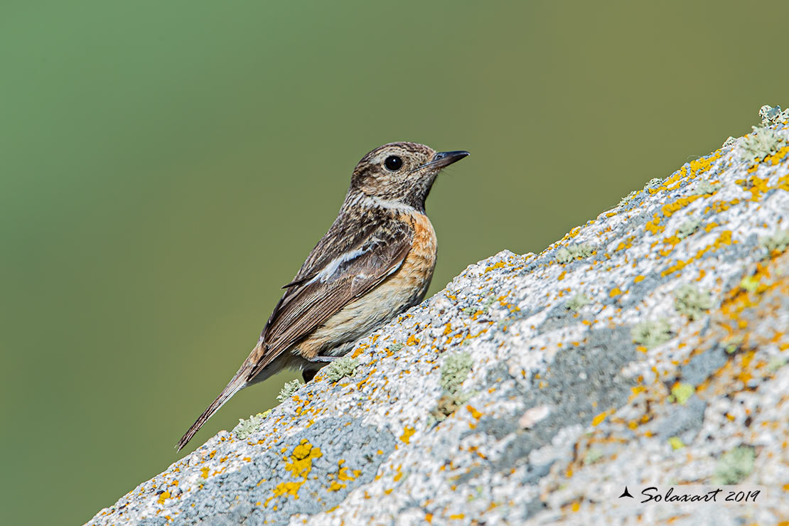 Saxicola torquatus: Saltimpalo; African stonechat