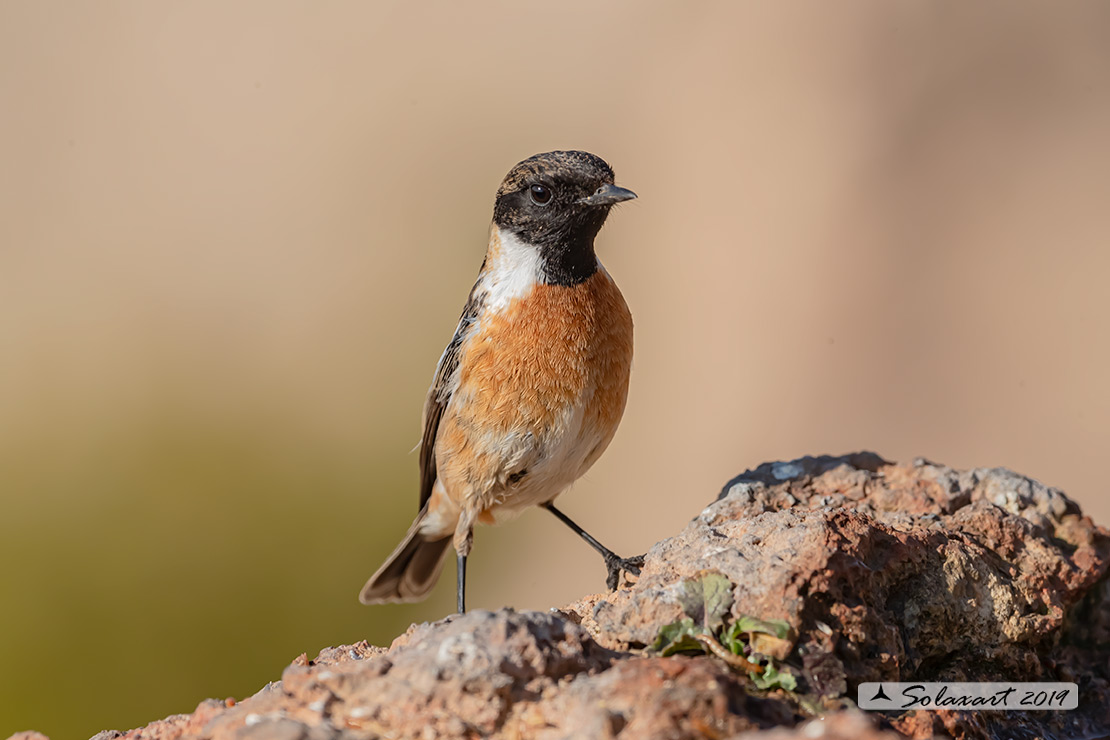 Saxicola torquatus: Saltimpalo; African stonechat