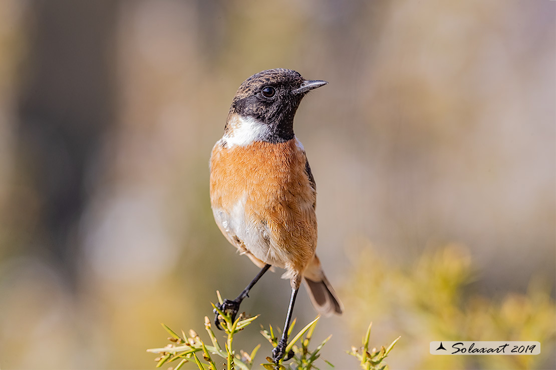 Saxicola torquatus: Saltimpalo; African stonechat